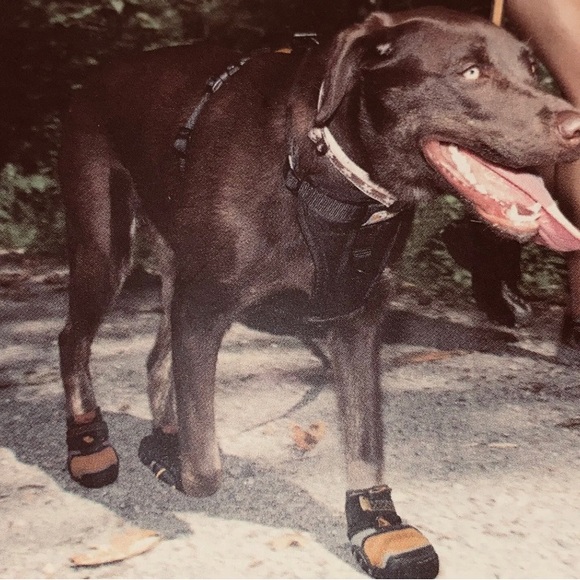 Kurgo Step N Strobe Lights LED Dog Shoes- Size: Large BPA free (4 Shoes)… - Picture 5 of 6